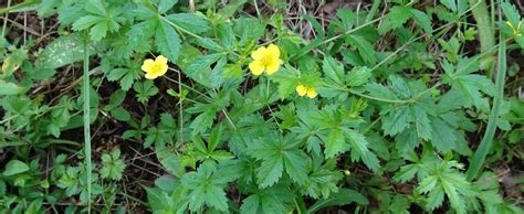 Калган (лапчатка) – лечебные свойства, применение, рецепты, отзывы