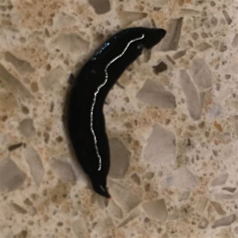 Leech Project Noah