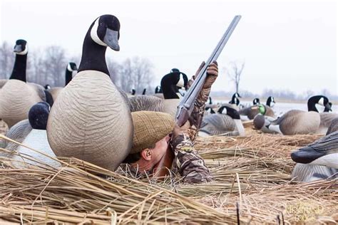 Canadian Geese Hunting