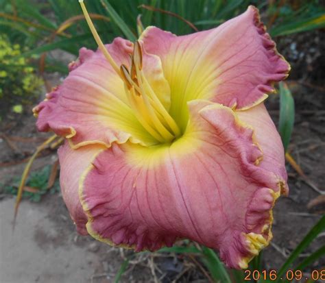 Daylily Hemerocallis Peaceful Warrior In The Daylilies Database