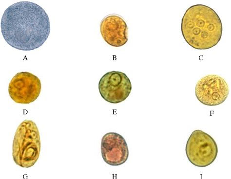 Entamoeba Histolytica Stool Microscopy | Decoration D'une Chambre