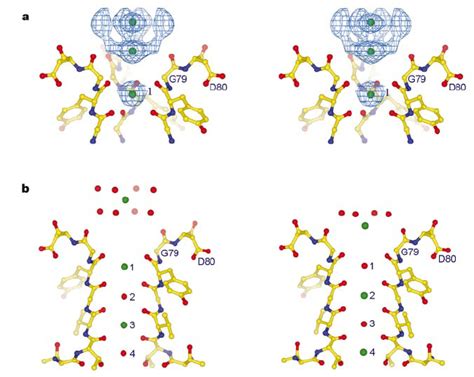 Potassium Ion Dehydration At The Extracellular Pore Entryway A Download Scientific Diagram