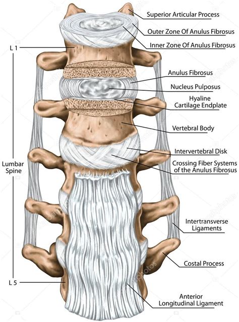 Ligamentos Lumbares Estructura Columna Lumbar Ligamento Longitudinal