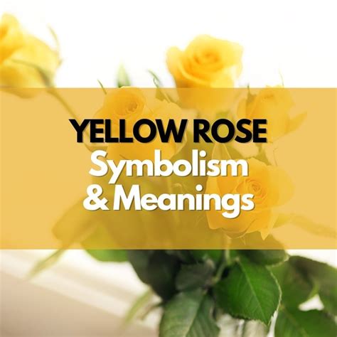What Does A Yellow Rose Symbolize Symbol Genie
