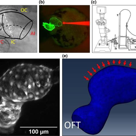 (a) Brightfield microscope image of the 48 hpf zebrafish heart before