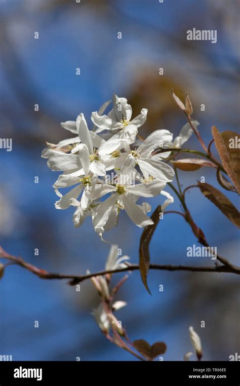 Smooth Shadbush Amelanchier Laevis Blooming Stock Photo Alamy