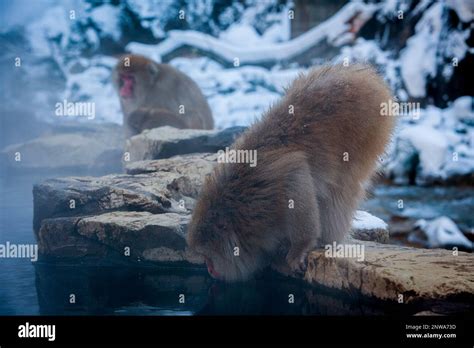 Monkeys In A Natural Onsen Hot Spring Located In Jigokudani Monkey Park Nagono Prefecture
