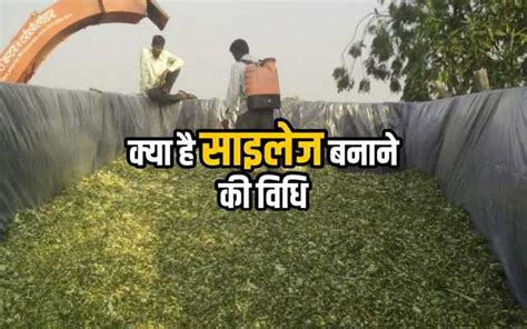 jana kaya mahatavaparanae ha pashao ka le sailja   silage