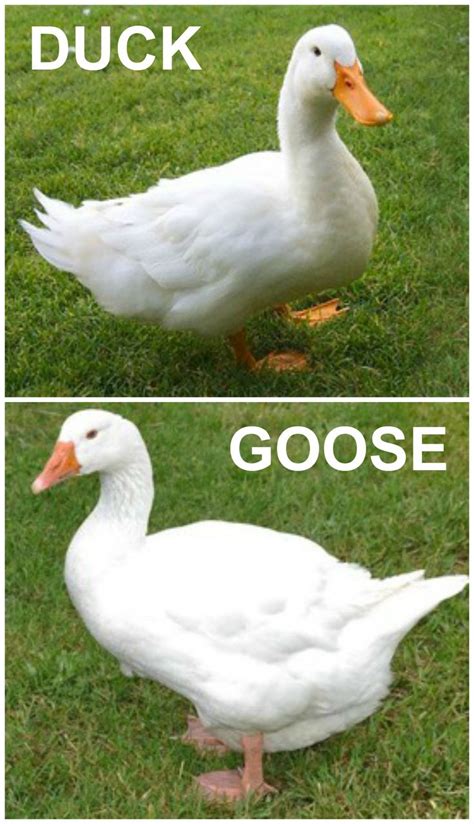 Is it a duck or a goose? -U can tell since the duck is as evil as an
