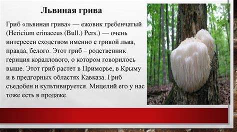 Самые удивительные и необычные грибы мира - презентация онлайн