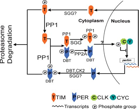 Post Translational Regulation Of The Drosophila Circadian Clock