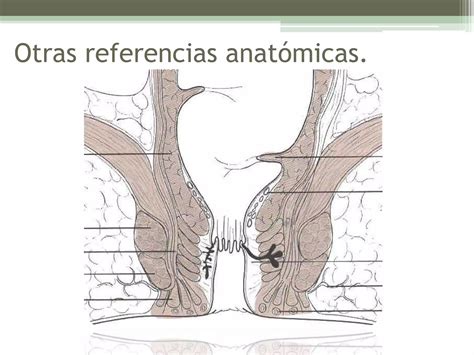 Abscesos Y F Stulas Ano Rectales Ppt