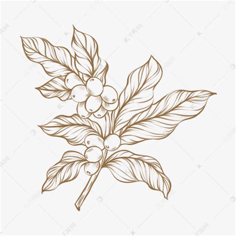 素描风格咖啡叶茂盛枝叶食物原料插画素材图片免费下载 千库网