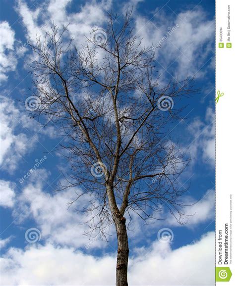 Naked Tree On Open Sky In Winter Stock Photo Image Of Naked Trees