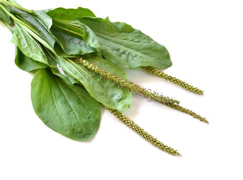 Plantain Plantes Et Actifs Naturels Santé