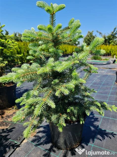 Brazi argintii picea pungens kaibab