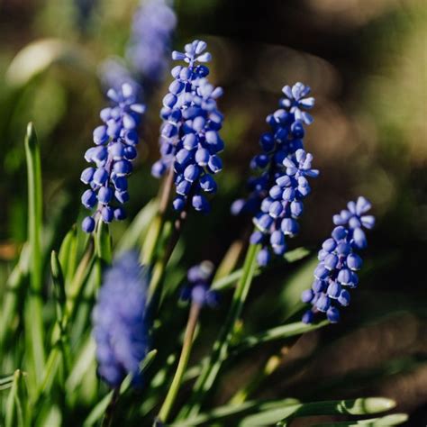 15 Fleurs Violettes Pour Votre Jardin Lilas Pourpre Pervenches Mauves