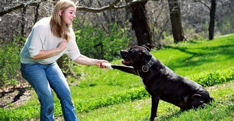 tipos de entrenamiento canino tiposwiki