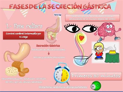 Blog De Fisiología Básica Alumna Nubia Elizabeth Stone Chaidez Fases
