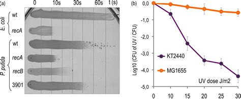 Figure 3 from Freeing Pseudomonas putida KT2440 of its proviral load ...