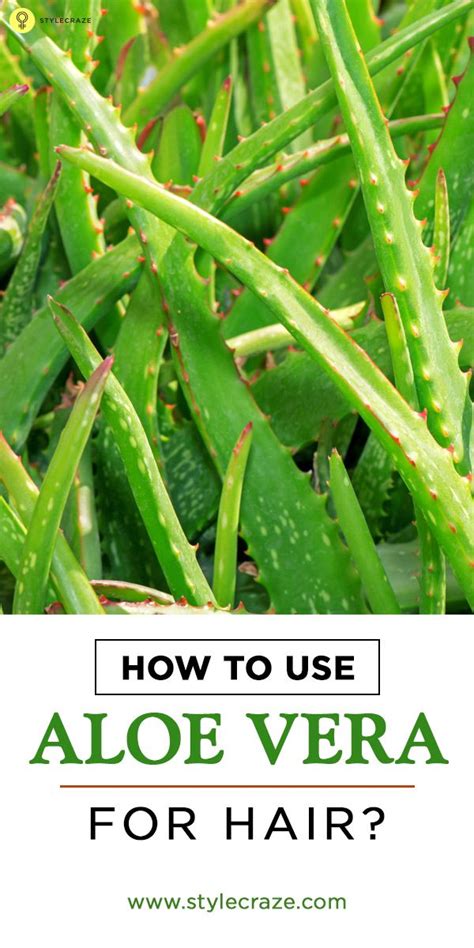 How To Use Aloe Vera Gel For Hair Growth Artofit