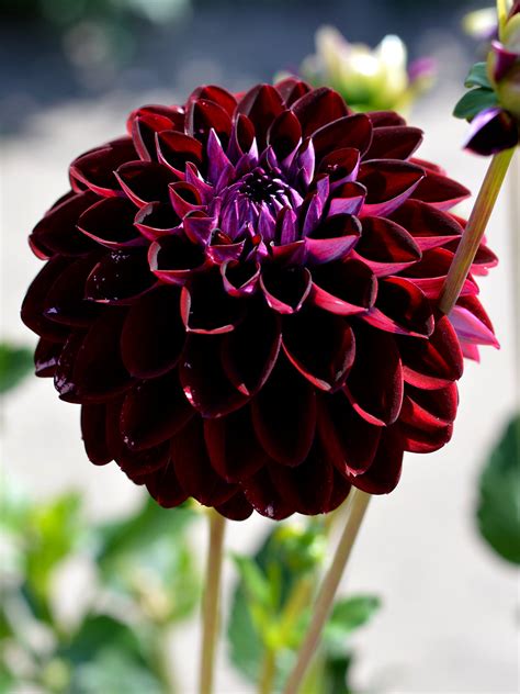 Dahlia Arabian Night Decorative Dahlia Dutchgrown™ Eu