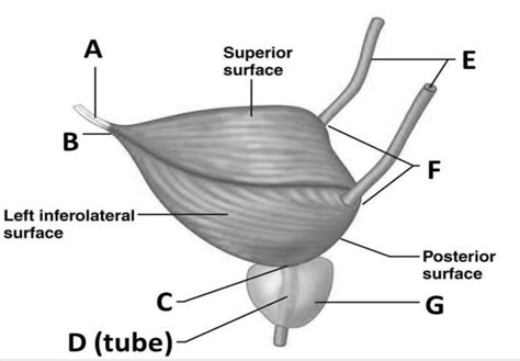 Urinary Bladder Diagram Quizlet