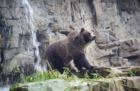 wild animal live webcams 4