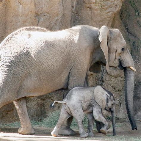 Here Is the New Baby Elephant at the Dallas Zoo