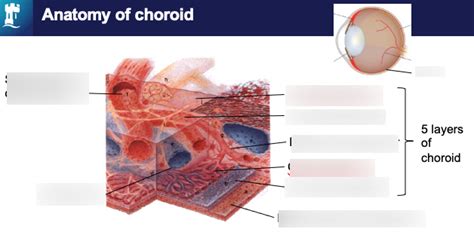 choroid anatomy diagram quizlet