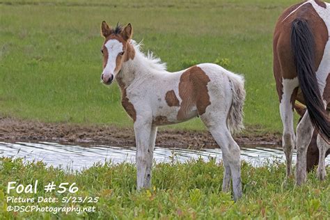 chincoteague pony auction bids reach  heights   annual