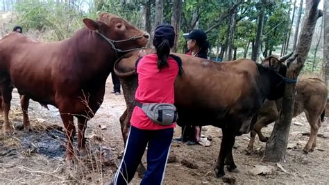 Claudia Marie Black Bull Breeding 13 A Guide To Superior Livestock