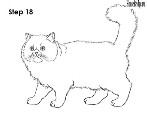 Картинка Раскраска Шотландская Вислоухая Кошка – Telegraph