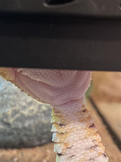 Geckos Sex R Geckos