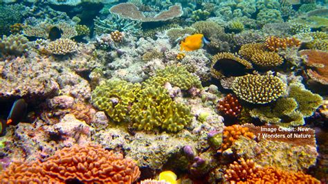 great barrier reef records largest annual coral loss boundless ocean