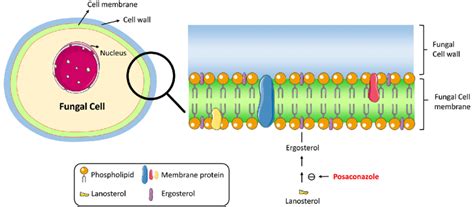 triazole antifungal mechanism  action