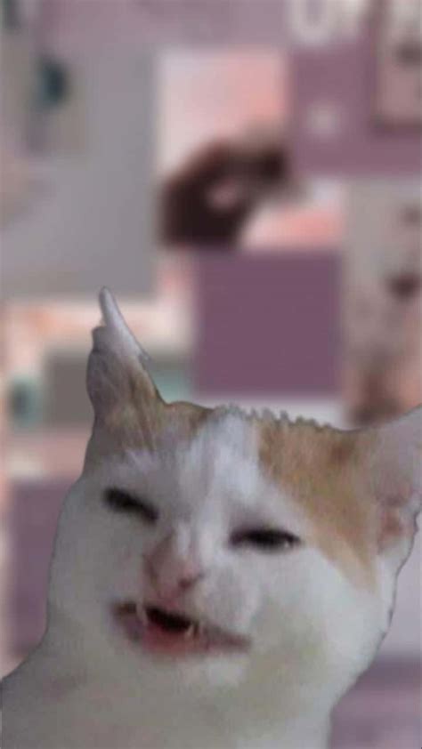 100 Cursed Cat Pictures