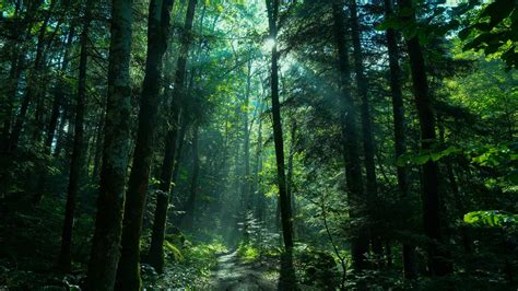Green Forest Waterfall Wallpaper Hd Nature Wallpapers