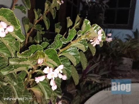 Review Kamera Infinix Hot G Ternyata Kayak Gini Hasil Fotonya Tuxlin Blog