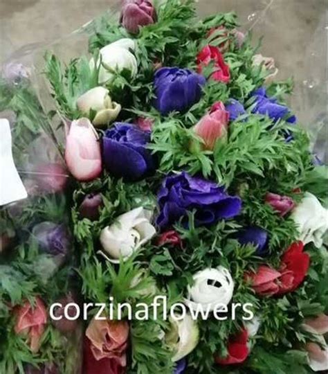 Анемон Мистраль Арлекин микс 50 шт срезка | Festima.Ru – частные объявления