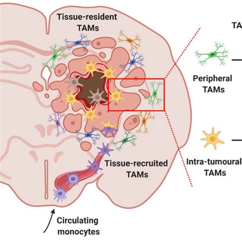 Discrimination Of Specific Tam Subpopulations In Gbm Patients Tams