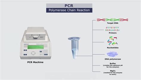 pcr  polymerase chain reaction explained science learning hub