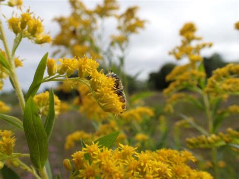 Bee On Goldenrod | The Backyard Arthropod Project