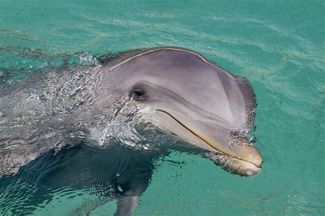 Smiling Atlantic Bottlenose Dolphin Photograph By Dave Fleetham Fine