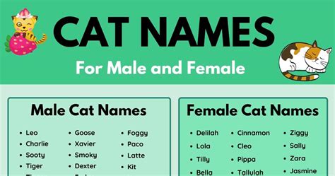 Cat Names: 70+ Most Popular Male and Female Cat Names • 7ESL