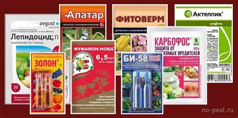 Сливовая плодожорка: как избавиться и чем обработать для борьбы