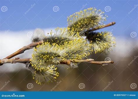 Pussy Willow15 Stock Image Image Of Blue March Fluffy 85975527