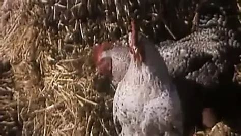 Perverse Sexspiele 1979 With Barbara Moose Free Porn 8c XHamster