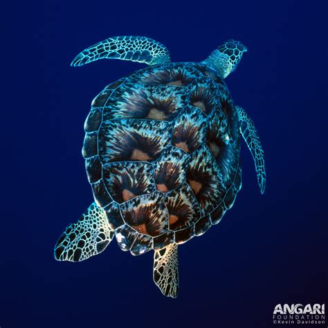 Green Sea Turtle (Chelonia mydas) - ANGARI Foundation