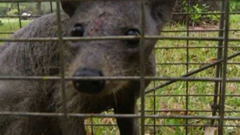Has A Chupacabra Been Captured In Texas Iflscience